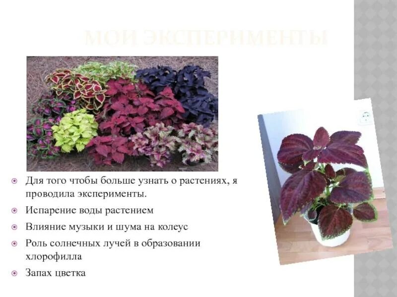 Какую температуру выдерживает колеус на улице. Колеус суеверия. колеус собачий (coleus canina). цветок колеус фауст.