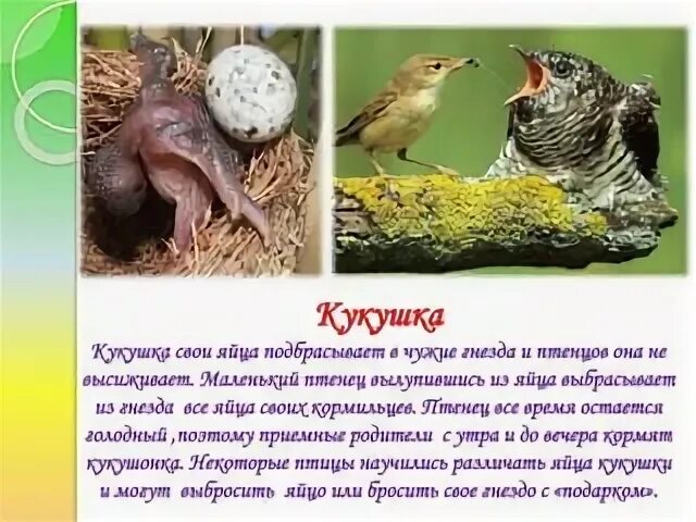 Почему кукушка просит прилетевшего из города