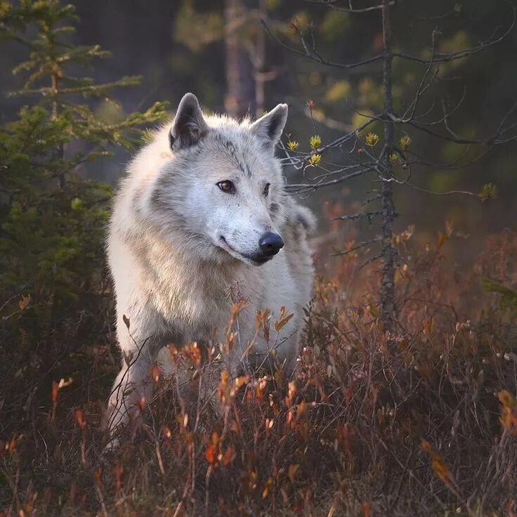 Серый волк canis Lupus. Niko Pekonen волк. Карпатский волк. «Серый волк» (Сары Буре).