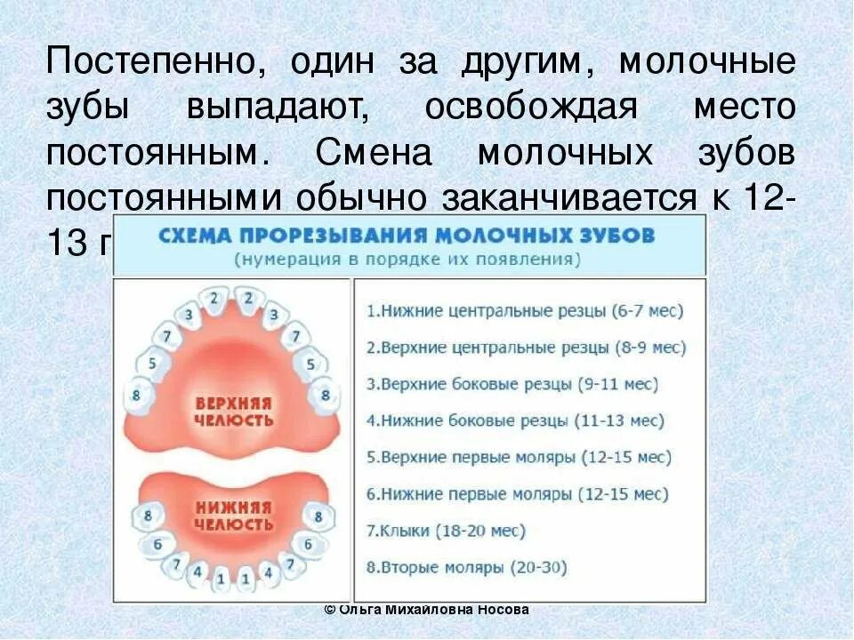 Когда выпадают 5 молочные зубы. Молочные зубы у детей. какие молочные зубы выпадают первыми. во сколько выпадает молочный зуб.