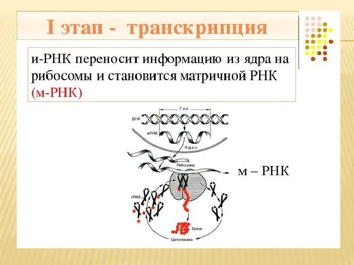 Синтез белка механизмы. Ментальная карта биосинтеза белка. Синтез белка транскрипция и трансляция. Пластический обмен Биосинтез белков 10 класс. Синтез белка схема.