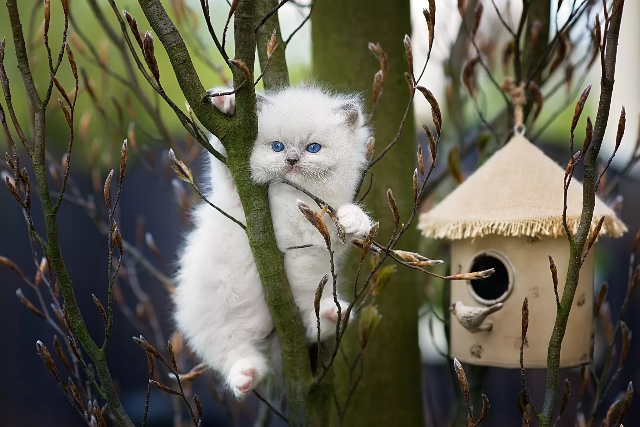 Весенние котята. Кошка на природе.