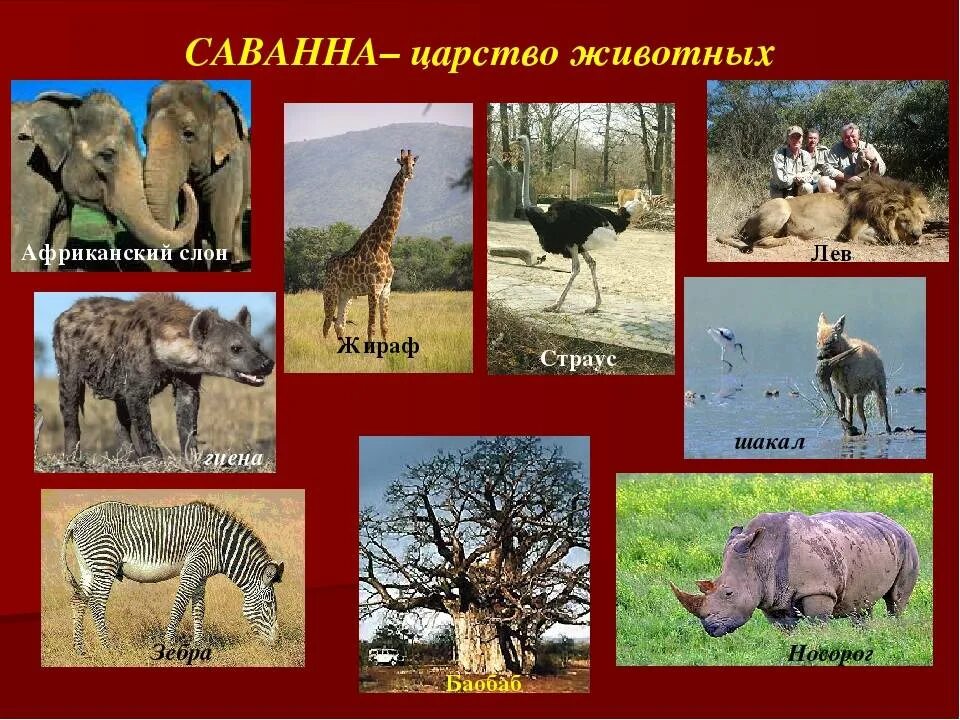 Какие животные обитают в африке 4 класс. Растительный и животный мир саванны. растительный и животный мир африки. животные и растения африки. типичные животные в саванне.