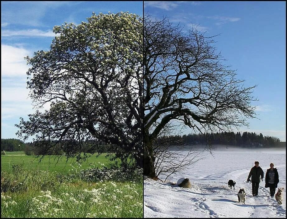 Сравнение зимы и лета
