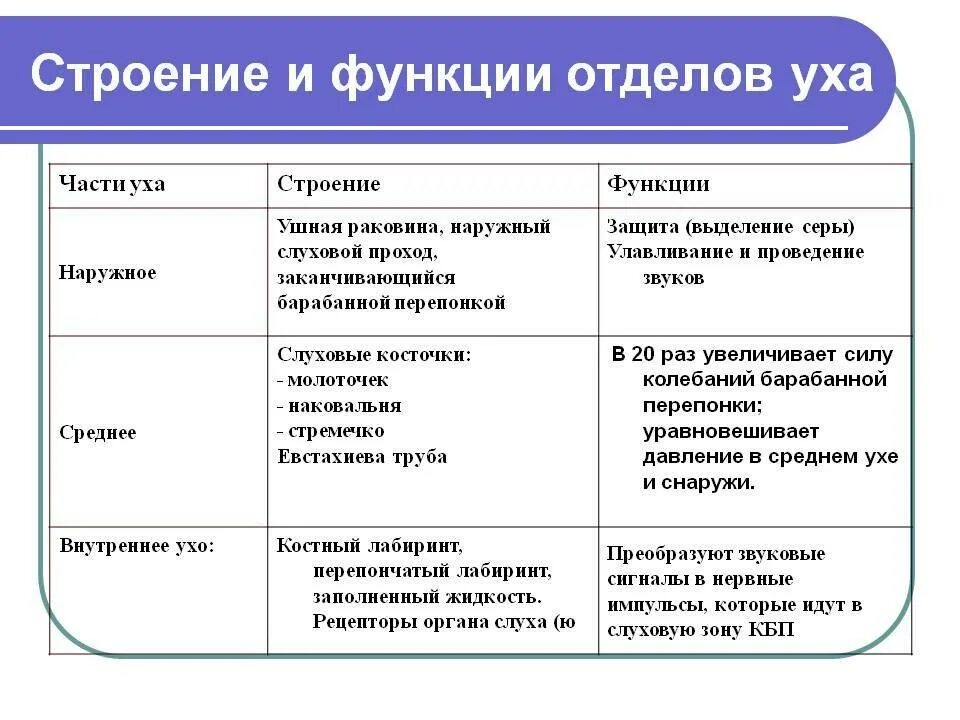 Носовая полость особенности строения и функции таблица. Части уха строение функции таблица. наружное ухо отдел строение функции. части уха строение функции таблица 8 класс биология. табл отдел уха строение функции.