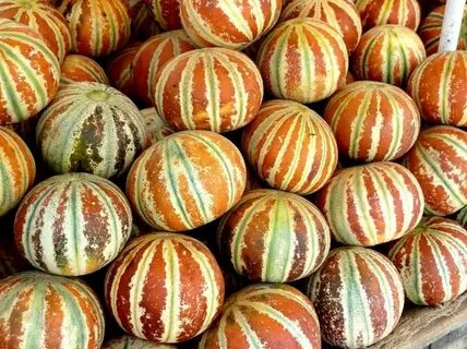 Дыня сибирская медовая