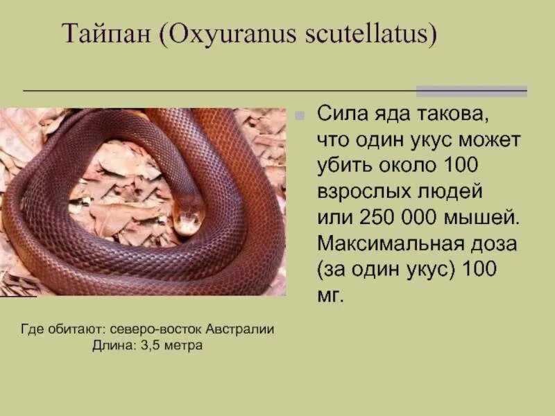 Тайпан минус. Яд тайпана. описание змеи тайпан. змея тайпан презентация.