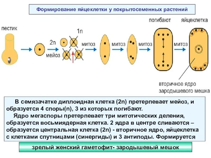 Гаметогенез и спорогенез. Зародышевый мешок у цветковых растений набор хромосом. Семязачаток покрытосеменных набор. Зародышевый мешок у покрытосеменных растений. Щародышевый мешок набор хром.