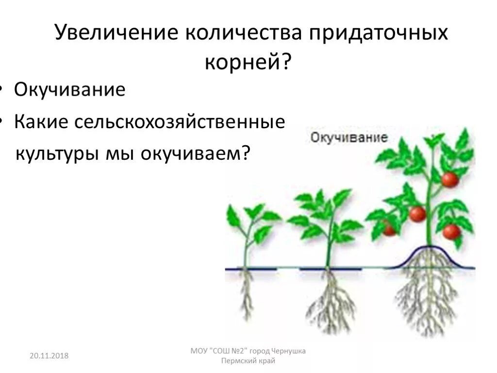 Какой метод позволил ученым установить эффективность пикировки. Окучивание корня. Окучивание культурных растений. Окучивание это в биологии.