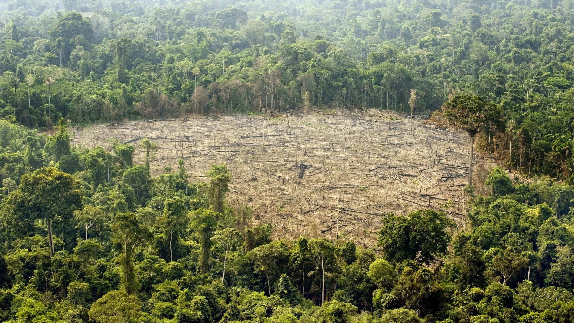 Исчезновение лесов. Обезлесение тропических лесов. Вырубка тропических лесов. Вырубка леса амазонии. Вырубка тропических лесов в африке.