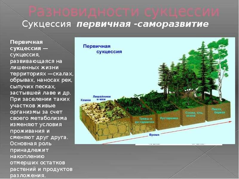 Развитие экосистем: сукцессии, этапы сукцессии.. Последовательность этапов первичной сукцессии. Вторичная экологическая сукцессия. Экологическая сукцессия первичная и вторичная. Развитие биогеоценозов