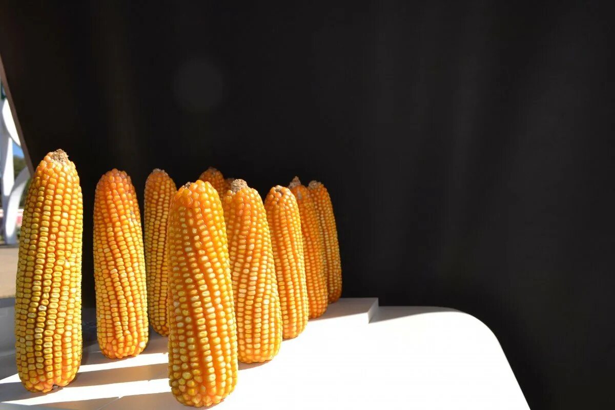 Фото кукурузы. Початки кукурузы Татульян. Homeland кукуруза сахарная. Початки кукурузы древних сортов. Кукуруза фон.