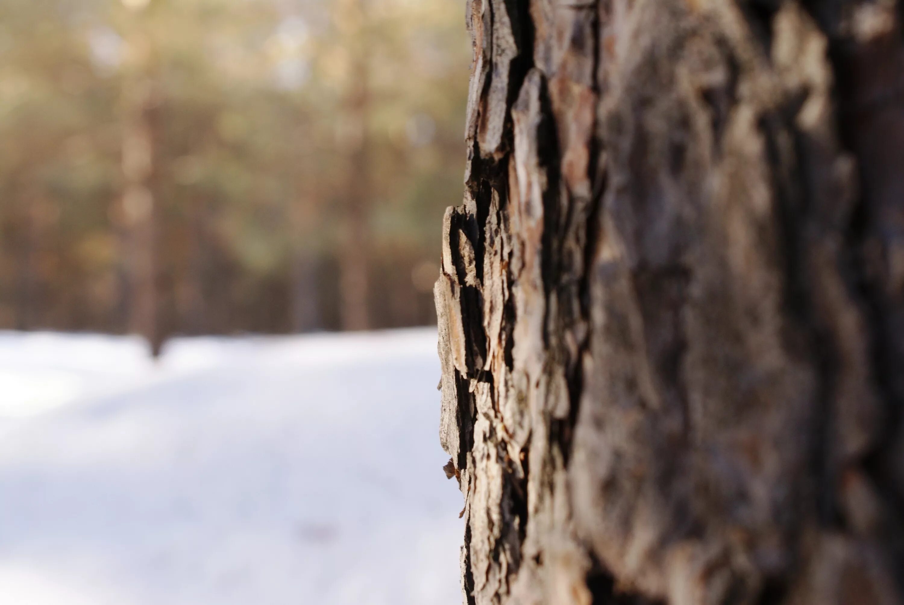 Snow core