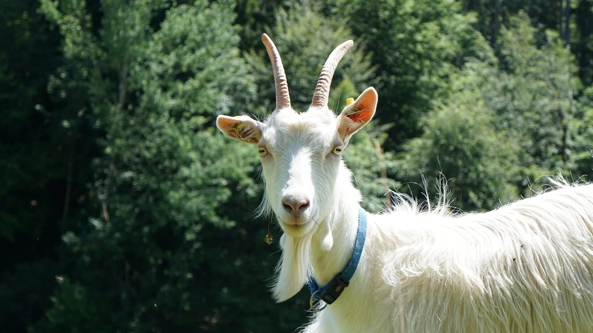 Ангорская коза. Горноалтайская коза. Длинношерстный козел. Самая красивая коза в мире. К чему снятся рога козла