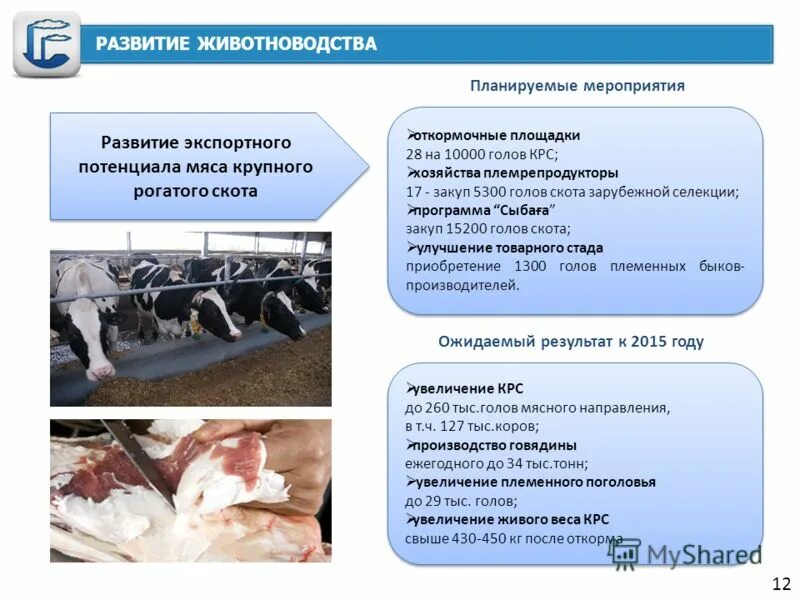 Селекция в животноводстве. Селекция рогатого скота. Селекция молочного скота. Селекция коров. Бестужевская порода крс.