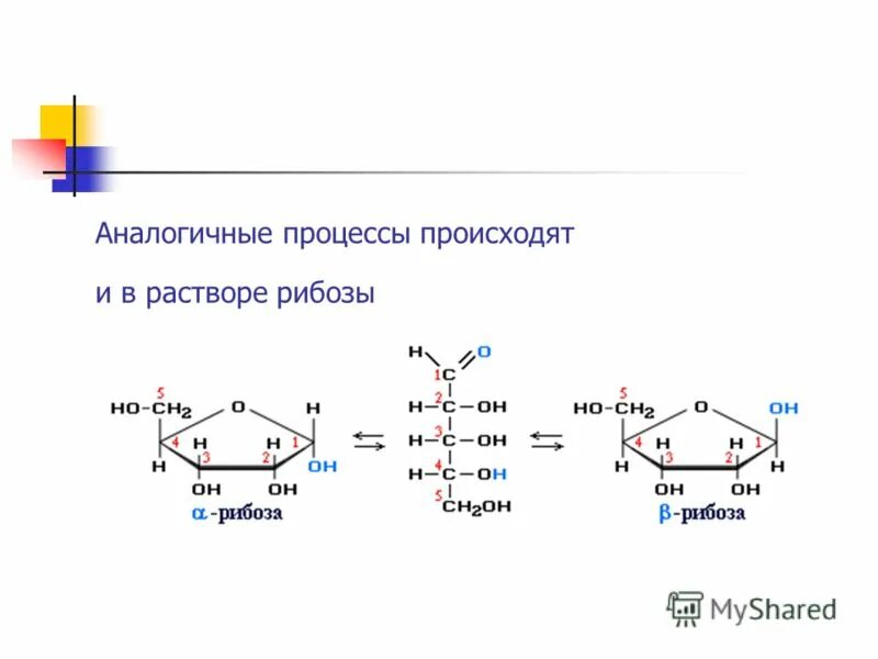 Рибоза характеристика