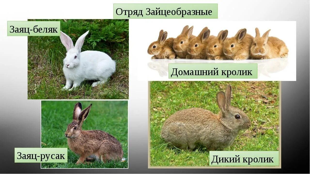 К какому отряду относится кролик. Дикий кролик отличие от зайца. Зайцеобразные представители заяц. Заяц и кролик. Заяц и кролик отличия.
