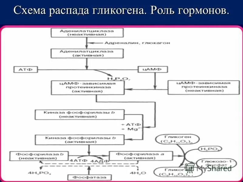 Поджелудочная железа синтез гликогена