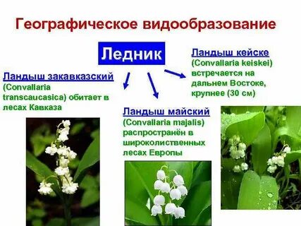 Процессы географического видообразования