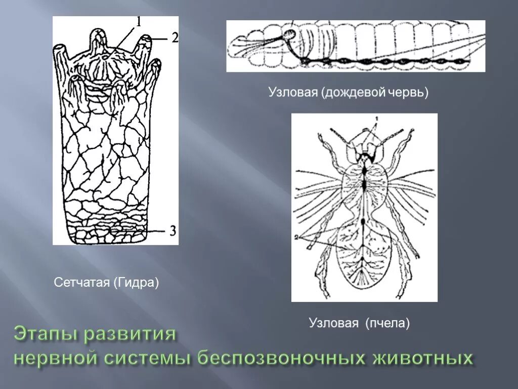 Сетчатая нервная система гидры. Нервная система беспозвоночных. Нервная система сетчатого типа. Этапы развития нервной системы у беспозвоночных. У каких беспозвоночных животных нервная система образована