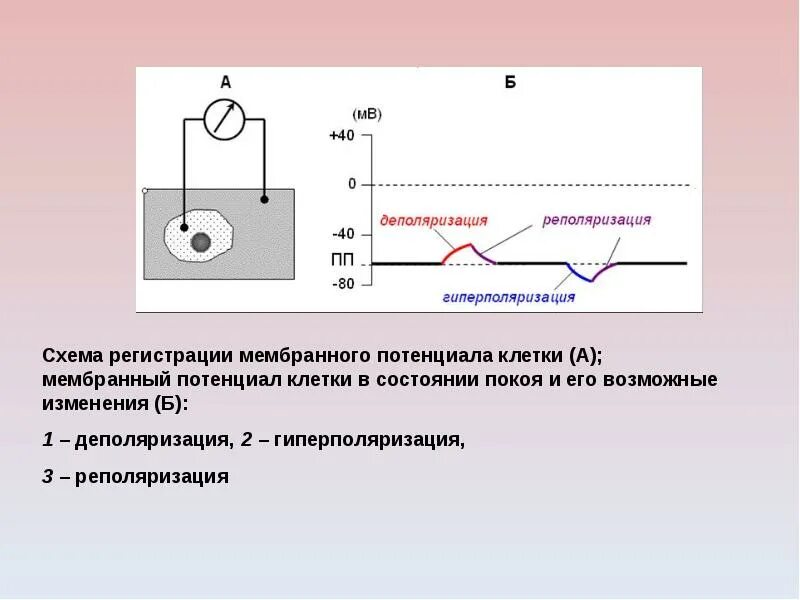 Схема регистрации мембранного потенциала. Схема регистрации мембранного потенциала клетки. Методы регистрации потенциала покоя клетки. Методика и схема регистрации мембранного потенциала..