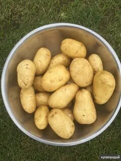 Желтые сорта картофеля