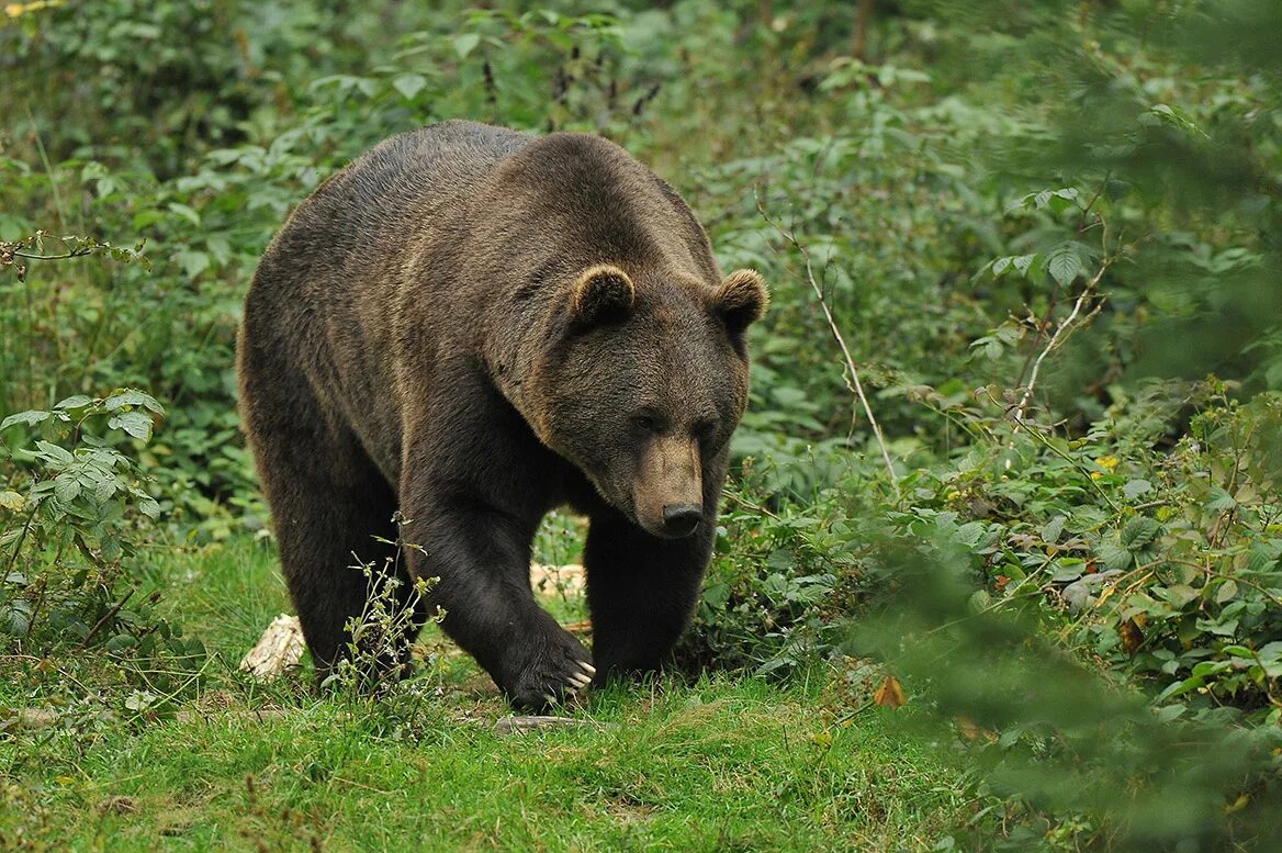 Бурый медведь в Подмосковье. Бурый медведь красная книга. Бурый медведь в Ульяновской области. Бурый медведь зеленые страницы. Медведи в подмосковье