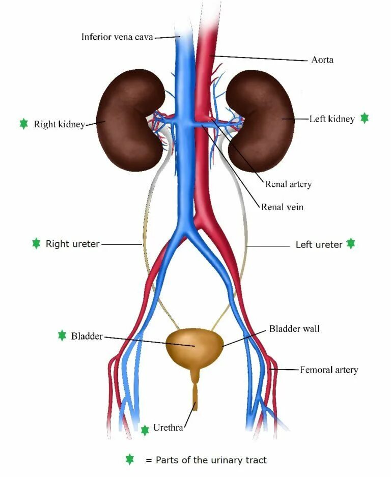 Urinary system. Ureter анатомия. Строение мочевыделительной системы человека. Urinary Excretory System.