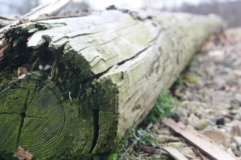 Бревно лежит на земле