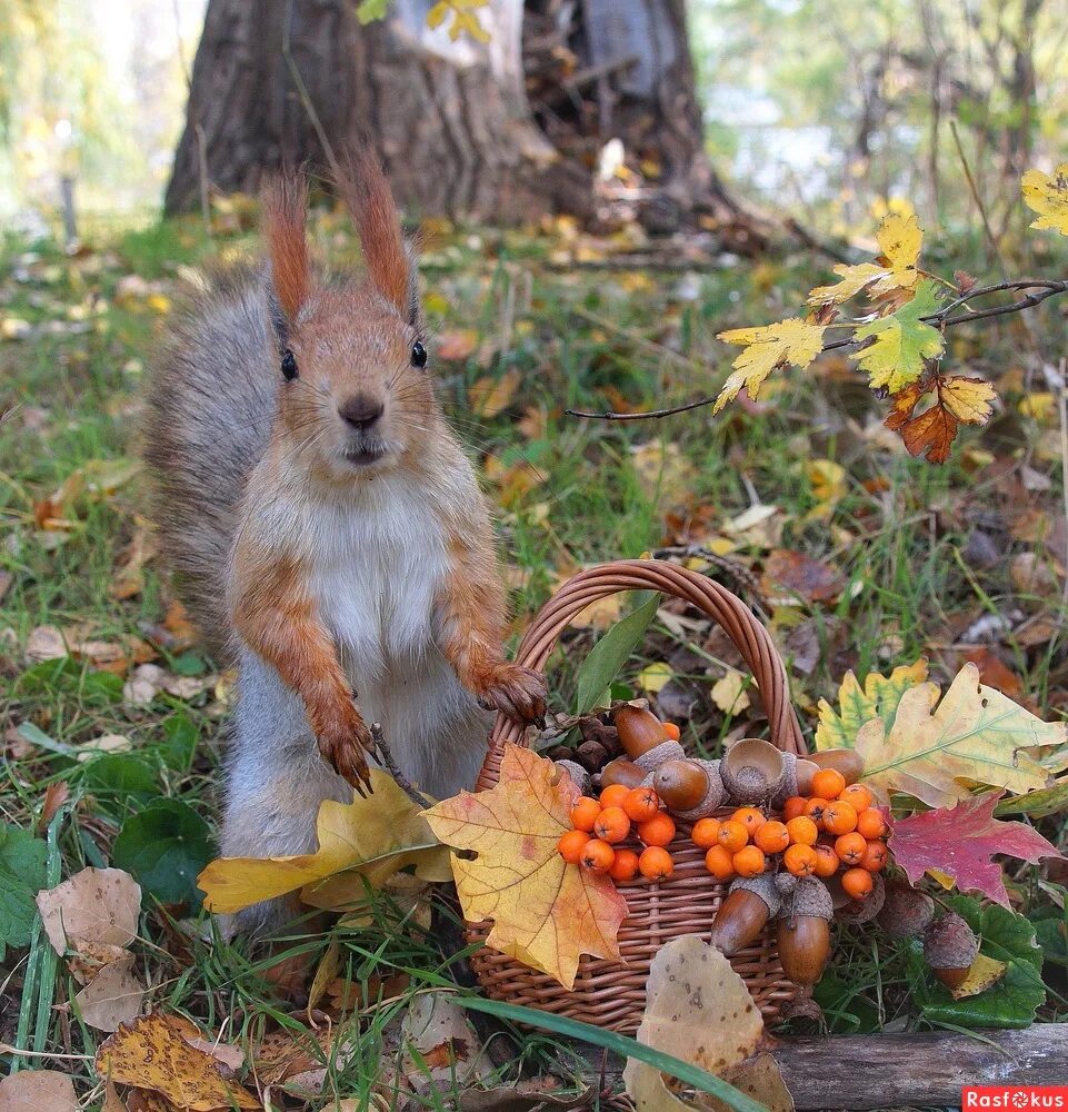 Осень с белками. Осенние животные. Осень животные. Осень белка. Осенняя Белочка.