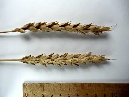 Triticum