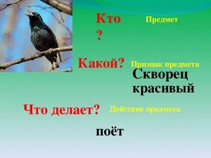 Согласные звуки в слове скворцы