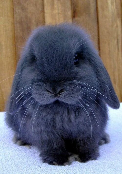 Как выглядит черный водяной кролик "Black water rabbit" image created in Shedevrum