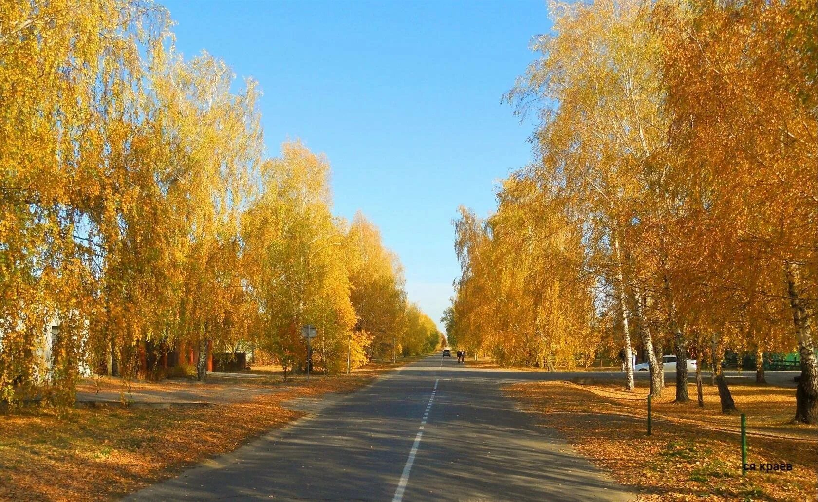 Золотая осень лаишево. Березовая роща в Константиново. Константиново осень. Золотая роща. Осень роща Золотая Золотая синяя.