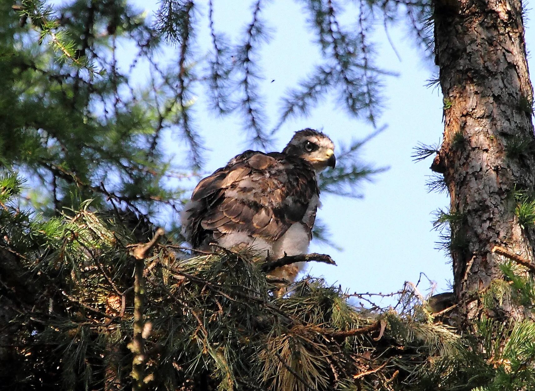 Гнездо ястреба тетеревятника. Гнездо ястреба перепелятника. Сосна ястреб тетеревятник иволга. Как изменится численность ястребов тетеревятников и ели. Как изменится численность ястребов тетеревятников и ели.