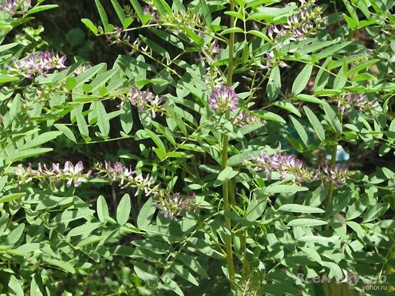 Лакрица Солодка. Солодка Сибирская. Glycyrrhiza glabra. Лакрица корень солодки.