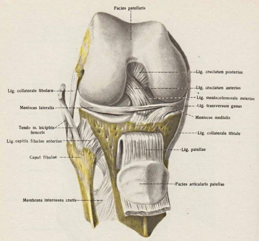 Анатомия коленного сустава Синельников. Анатомический атлас коленного сустава. Правый коленный сустав вид спереди. Коленный сустав атлас Синельникова. Связи коленного сустава