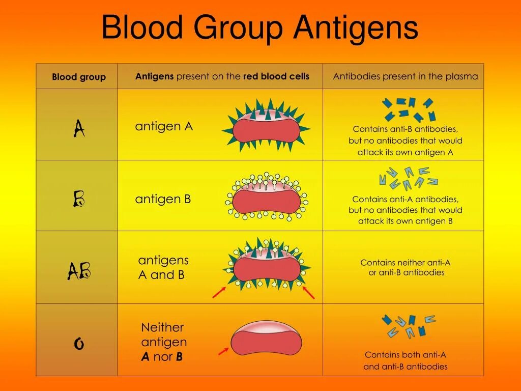 Blood Group antigens. Антиген b. Антигены а и б. Антигены типа а и б.