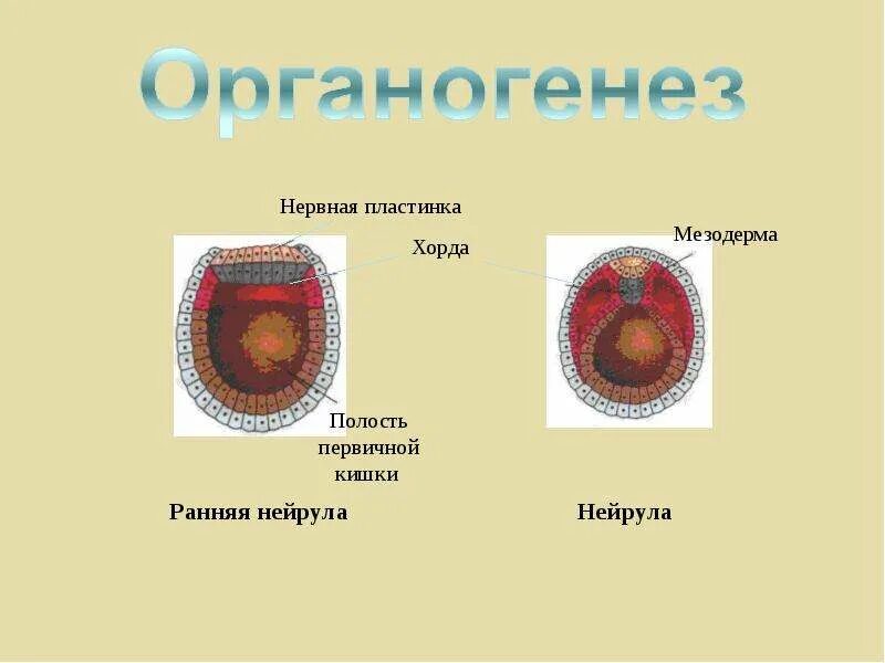 У кого появляется мезодерма