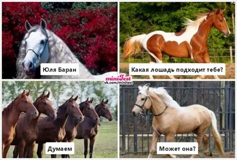 Какая лошадь подходит
