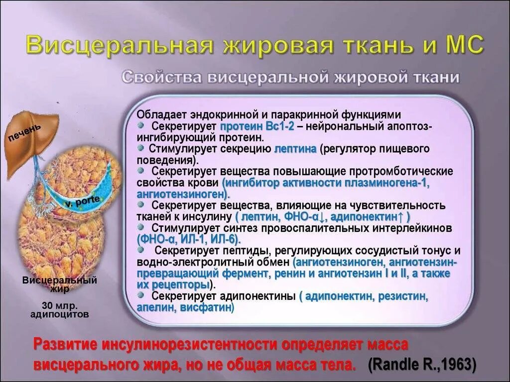 Как избавиться от висцерального жира у мужчин. При метаболическом синдроме в жировой ткани.