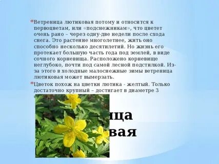 Какое растение не является цветком