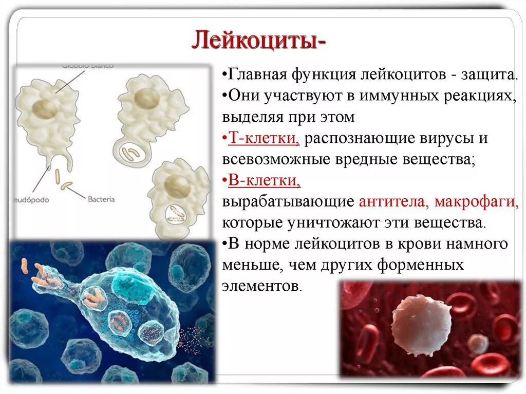 Лейкоциты образование антител. Лейкоциты биология 8 класс. Лимфоциты фагоцитоз. Роль лейкоцитов в иммунной реакции организма.
