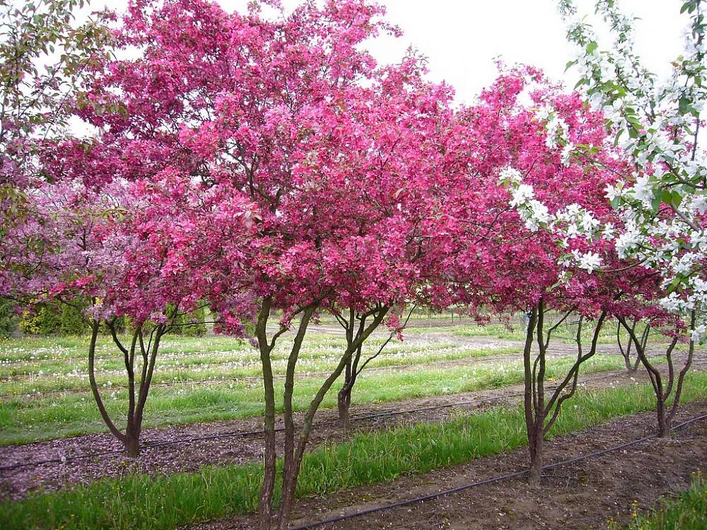 Яблоня гибридная Недзвецкого. Яблоня Malus Rudolph. Купить розовую яблоню