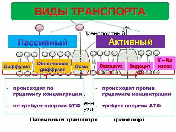 Какие вещества участвуют в транспорте веществ. Мембранный транспорт пассивный активный облегченный. Характеристика активного и пассивного транспорта. Виды транспорта активный и пассивный. Пассивный транспорт примеры.