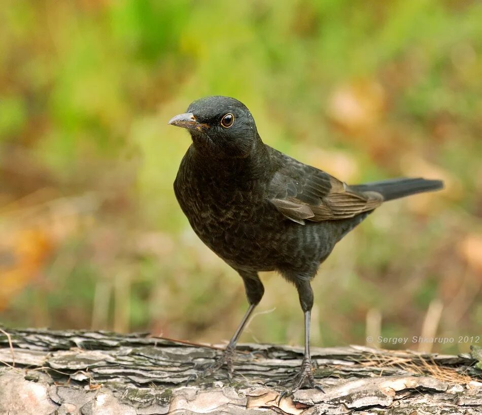 хохлатые бакланы карадагский заповедник. баклан хохлатый средиземноморский. чёрный дрозд крымская птица. грач обыкновенный. черные птицы крыма.