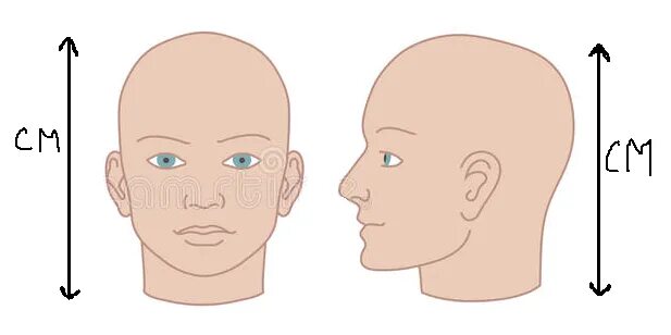 У человека размер головы занимает. Размер человеческой головы. Размер средней человеческой головы. Высота головы взрослого человека. Диаметр головы человека.