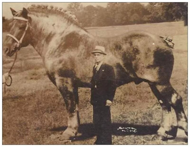 Большой конь 1846 года. Шайр Сэмпсон. Самый большой конь Сампсон. Шайр конь Сампсон.