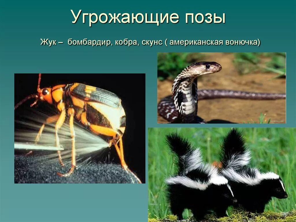 Отпугивающее поведение примеры