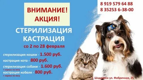 Со скольки можно стерилизовать собаку